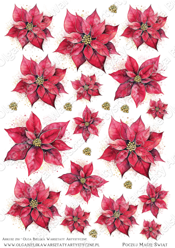 250 zwPudełko 2z5.png