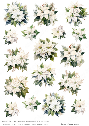 zwArkusz 117 białe poinsecje.png