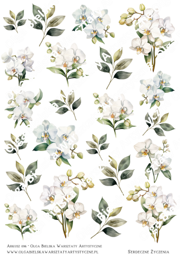 Arkusz 096 storczyki białezw.png