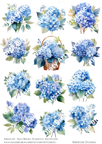 Arkusz 097 hortensje blueffzw.png