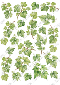 SATYNOWE grafiki arkusz  A4 859 LISTKI winorośl grafiki do wycinania