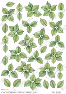 MATOWE grafiki arkusz  A4 860 LISTKI hortensja grafiki do wycinania