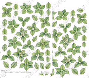 MATOWE grafiki arkusz  A4 860 dwustronny LISTKI hortensja grafiki do wycinania